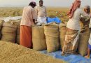 இந்தியாவின் அரிசி ஏற்றுமதி தடையால் நெருக்கடிக்கு உள்ளானது அமெரிக்கா – அரிசி வாங்க கடைகளில் குவியும் மக்கள் | Indias rice export ban puts US in crisis – People throng shops to buy rice