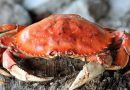 நண்டு நண்டு.. பலரும் அறியாத “அந்த” ரகசியம்.. நண்டு எடுத்தா இப்படி செஞ்சு பாருங்க.. மருத்துவ ஆச்சரியம் | Health Amazing benefits of Crab and what are the Crab Medicinal uses