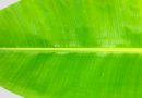 “வாழையிலை”.. இந்த ஒரு இலையில ஒளிஞ்சிருக்கும் அற்புதம்.. அதென்ன பச்சை கலர் அல்வா..”வாழ வைக்கும் வாழை” | Health uses of Banana Leaf and what are the health benefits of banana leaf bath