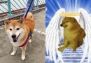 சமூக வலைதளங்களில் புகழ்பெற்ற ‘சீம்ஸ்’ நாய் உயிரிழப்பு  | Cheems Balltze, the dog behind viral meme, dies