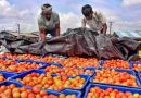 Tomato Price: இரட்டை சதமடித்த தக்காளி விலை – கனமழையால் விநியோகம் பாதிப்பு-rain brings more ruin to tomato crops worsening price spiral